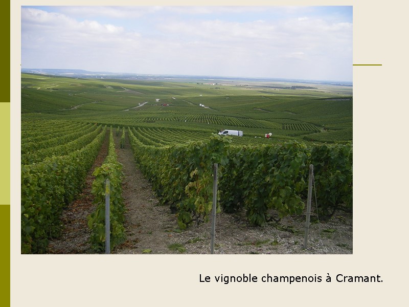 Le vignoble champenois à Cramant.